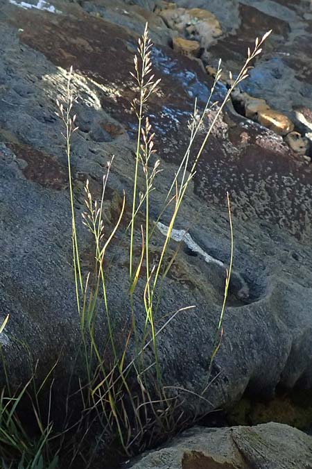 Poa nemoralis \ Hain-Rispengras, A Gro&szlig;glockner 11.8.2025