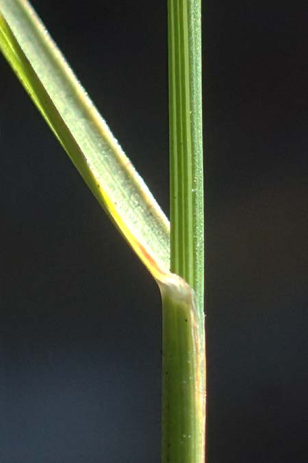 Poa nemoralis \ Hain-Rispengras, A Gro&szlig;glockner 11.8.2025