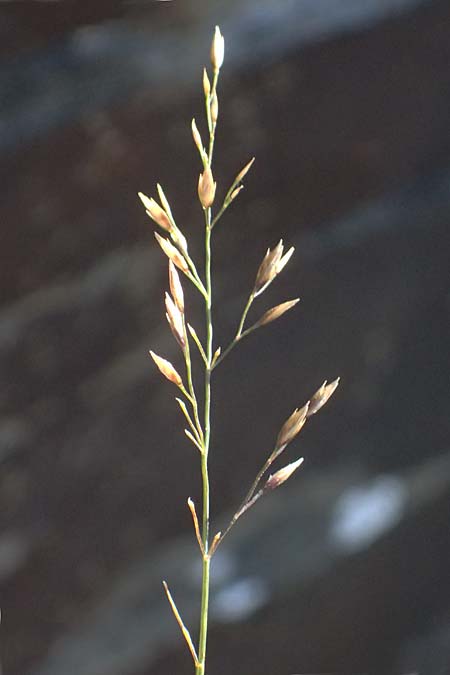 Poa nemoralis \ Hain-Rispengras, A Gro&szlig;glockner 11.8.2025
