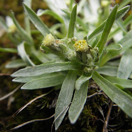 Gnaphalium supinum \ Zwerg-Ruhrkraut / Dwarf Cudweed, A Malta - Tal / Valley 19.7.2010