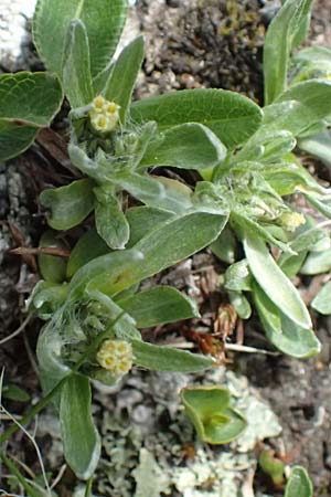 Gnaphalium supinum \ Zwerg-Ruhrkraut / Dwarf Cudweed, A Kolm Saigurn 2.7.2025