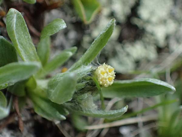 Gnaphalium supinum \ Zwerg-Ruhrkraut / Dwarf Cudweed, A Kolm Saigurn 2.7.2025