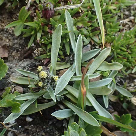 Gnaphalium supinum \ Zwerg-Ruhrkraut / Dwarf Cudweed, A Gro&szlig;glockner 11.8.2025