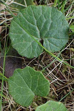 Homogyne alpina \ Alpen-Brandlattich, Grner Alpenlattich / Purple Colt's-Foot, Alpine Colt's-Foot, A Kirchberg am Wechsel 12.5.2025