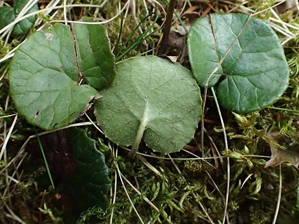 Homogyne alpina \ Alpen-Brandlattich, Grner Alpenlattich / Purple Colt's-Foot, Alpine Colt's-Foot, A Kirchberg am Wechsel 12.5.2025
