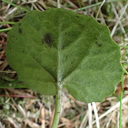 Homogyne alpina \ Alpen-Brandlattich, Grner Alpenlattich / Purple Colt's-Foot, Alpine Colt's-Foot, A Kirchberg am Wechsel 12.5.2025