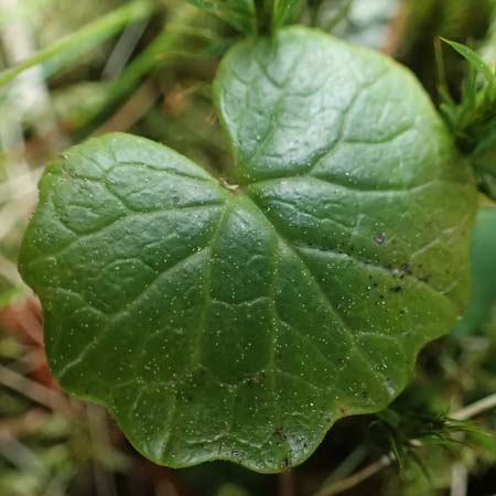 Homogyne alpina \ Alpen-Brandlattich, Grner Alpenlattich / Purple Colt's-Foot, Alpine Colt's-Foot, A Kirchberg am Wechsel 12.5.2025