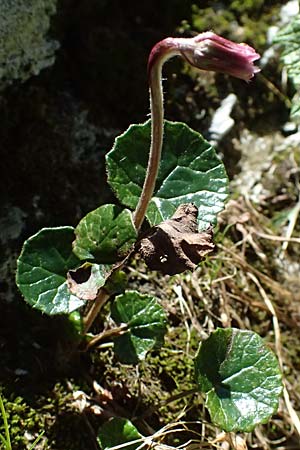 Homogyne alpina \ Alpen-Brandlattich, Grner Alpenlattich / Purple Colt's-Foot, Alpine Colt's-Foot, A Bad Gastein 29.6.2025