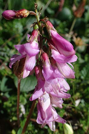 Hedysarum hedysaroides \ Alpen-Sklee, A Wölzer Tauern, Hohenwart 29.7.2021