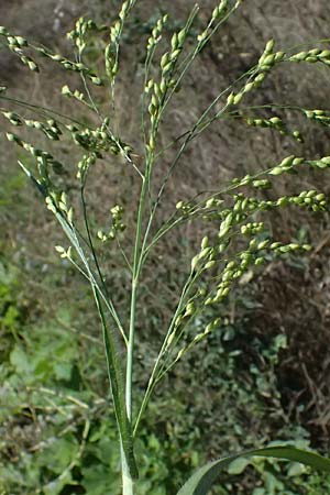Panicum miliaceum subsp. agricola \ Bauern-Rispen-Hirse, A Hollabrunn 12.8.2025