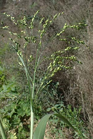 Panicum miliaceum subsp. agricola \ Bauern-Rispen-Hirse, A Hollabrunn 12.8.2025