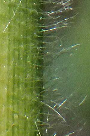 Panicum miliaceum subsp. agricola \ Bauern-Rispen-Hirse, A Hollabrunn 12.8.2025