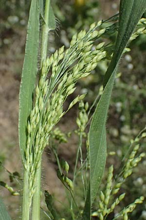 Panicum miliaceum subsp. agricola \ Bauern-Rispen-Hirse, A Hollabrunn 12.8.2025