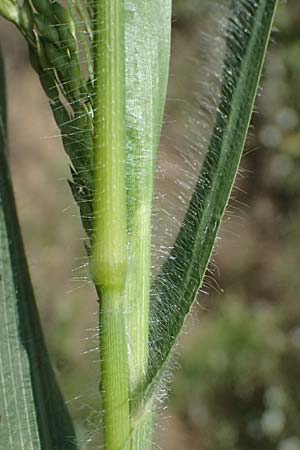 Panicum miliaceum subsp. agricola \ Bauern-Rispen-Hirse, A Hollabrunn 12.8.2025