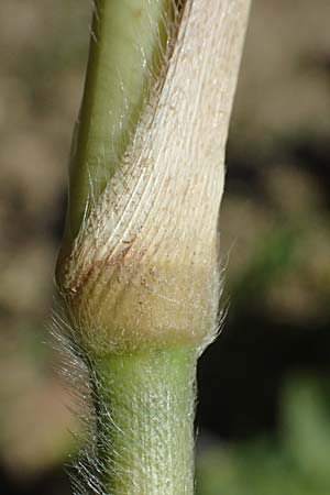 Panicum miliaceum subsp. agricola \ Bauern-Rispen-Hirse, A Hollabrunn 12.8.2025