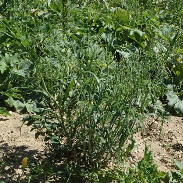 Panicum miliaceum subsp. agricola \ Bauern-Rispen-Hirse, A Hollabrunn 12.8.2025