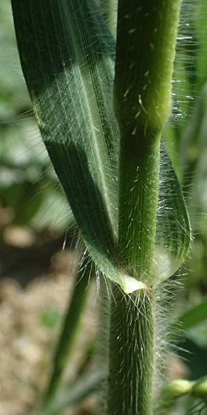 Panicum miliaceum subsp. agricola \ Bauern-Rispen-Hirse, A Hollabrunn 12.8.2025