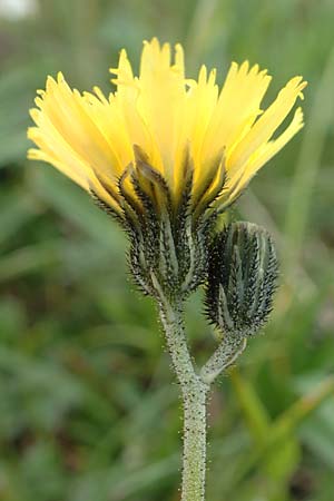 Hieracium lactucella \ Gehrtes Habichtskraut, A Trenchtling 3.7.2019