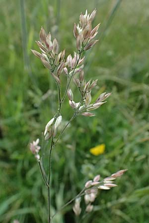 Holcus lanatus \ Wolliges Honiggras / Common Velvet Grass, A Sankt Leonhard im Glantal 17.6.2026