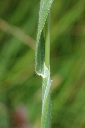 Holcus lanatus \ Wolliges Honiggras / Common Velvet Grass, A Sankt Leonhard im Glantal 17.6.2026