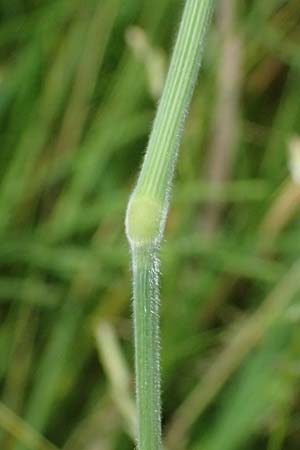 Holcus lanatus \ Wolliges Honiggras / Common Velvet Grass, A Sankt Leonhard im Glantal 17.6.2026