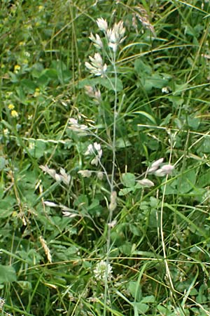Holcus lanatus \ Wolliges Honiggras / Common Velvet Grass, A Sankt Leonhard im Glantal 17.6.2026