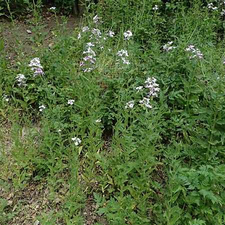 Hesperis matronalis \ Gew�hnliche Nachtviole / Dame's Violet, A Mistelbach 11.5.2025