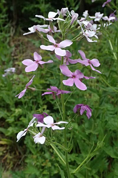 Hesperis matronalis \ Gew�hnliche Nachtviole / Dame's Violet, A Mistelbach 11.5.2025