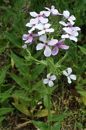 Hesperis matronalis \ Gew�hnliche Nachtviole / Dame's Violet, A Mistelbach 11.5.2025