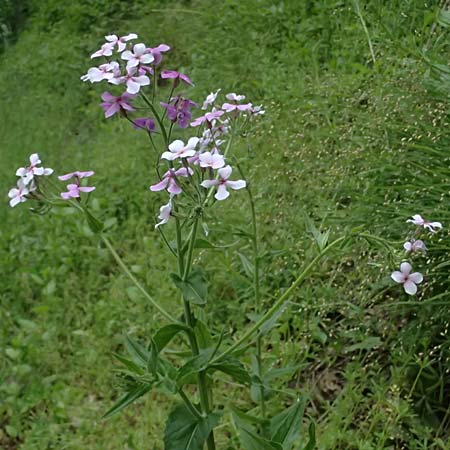 Hesperis matronalis \ Gew�hnliche Nachtviole / Dame's Violet, A Mistelbach 11.5.2025