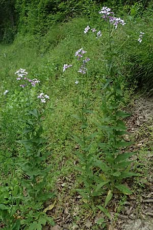 Hesperis matronalis \ Gew�hnliche Nachtviole / Dame's Violet, A Mistelbach 11.5.2025