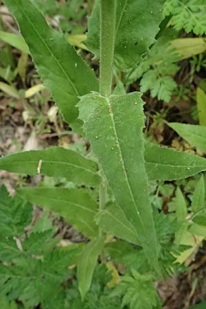 Hesperis matronalis \ Gew�hnliche Nachtviole / Dame's Violet, A Mistelbach 11.5.2025