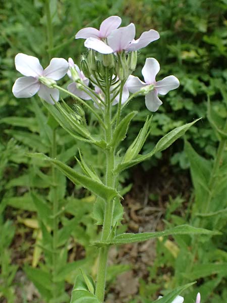 Hesperis matronalis \ Gew�hnliche Nachtviole / Dame's Violet, A Mistelbach 11.5.2025