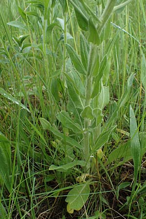 Hesperis tristis \ Trauer-Nachtviole, Trbe Nachtviole, A Siegendorf 13.5.2022