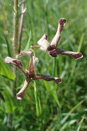 Hesperis tristis \ Trauer-Nachtviole, Tr�be Nachtviole / Sad Night Violet, A Hainburg 10.5.2025