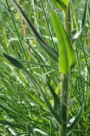 Hesperis tristis \ Trauer-Nachtviole, Tr�be Nachtviole / Sad Night Violet, A Hainburg 10.5.2025
