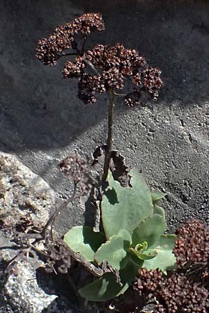 Hylotelephium telephium \ Purpur-Waldfetthenne / Witch's Moneybags, A Osttirol, Matrei 14.5.2025