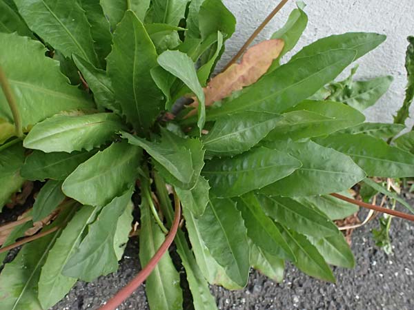 Leontodon hispidus subsp. hastilis / Glabrous Rough Hawkbit, A Pölstal-Oberzeiring 25.6.2021
