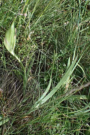 Iris arenaria \ Niedrige Schwertlilie / Sand Iris, A Pulkau 9.5.2025