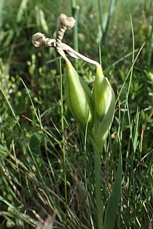 Iris arenaria \ Niedrige Schwertlilie / Sand Iris, A Pulkau 9.5.2025