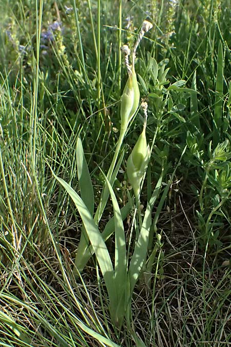 Iris arenaria \ Niedrige Schwertlilie / Sand Iris, A Pulkau 9.5.2025