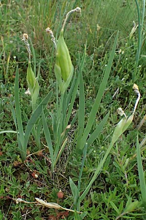 Iris arenaria \ Niedrige Schwertlilie / Sand Iris, A Pulkau 9.5.2025