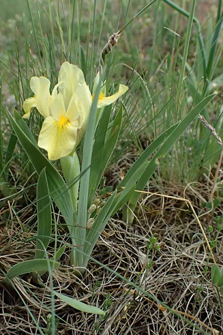 Iris arenaria \ Niedrige Schwertlilie / Sand Iris, A Pulkau 9.5.2025