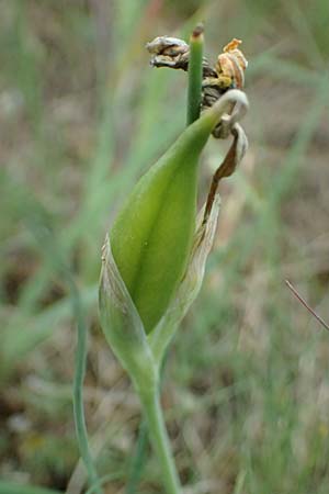 Iris arenaria \ Niedrige Schwertlilie / Sand Iris, A Pulkau 9.5.2025