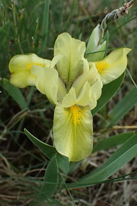 Iris arenaria \ Niedrige Schwertlilie / Sand Iris, A Pulkau 9.5.2025