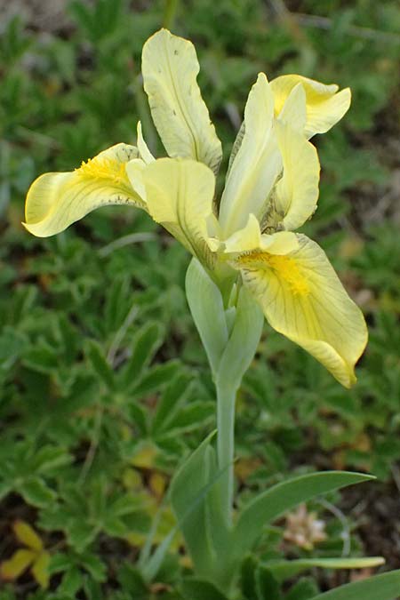 Iris arenaria \ Niedrige Schwertlilie / Sand Iris, A Pulkau 9.5.2025