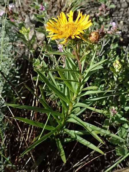 Pentanema ensifolium / Swordleaf Inula, A Bisamberg 13.6.2026