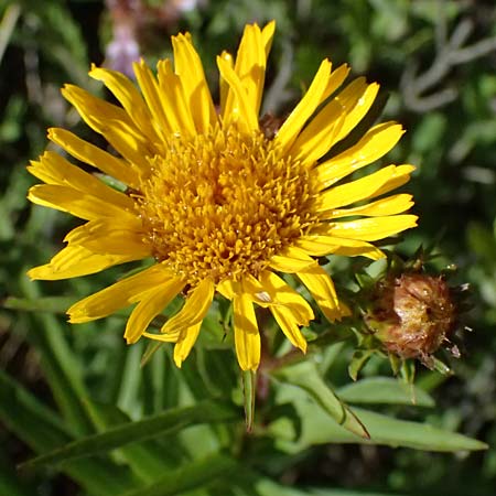 Pentanema ensifolium / Swordleaf Inula, A Bisamberg 13.6.2026