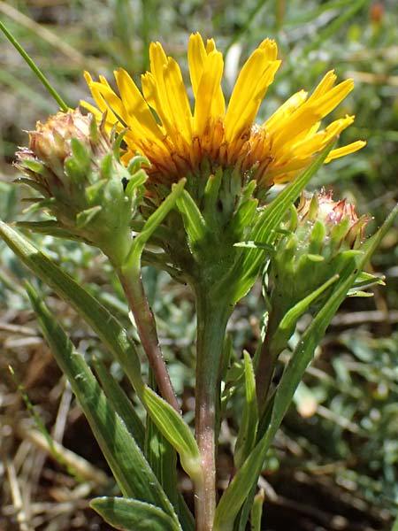 Pentanema ensifolium / Swordleaf Inula, A Bisamberg 13.6.2026