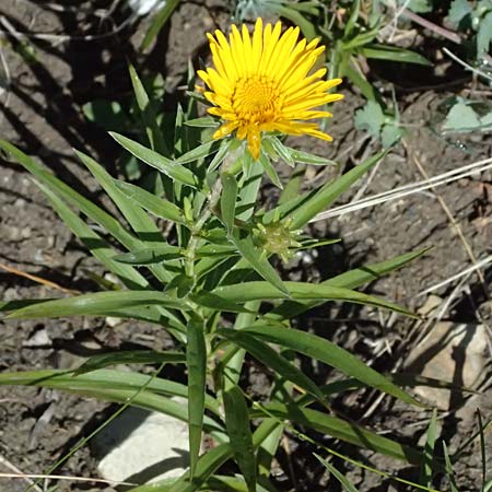 Pentanema ensifolium / Swordleaf Inula, A Bisamberg 13.6.2026
